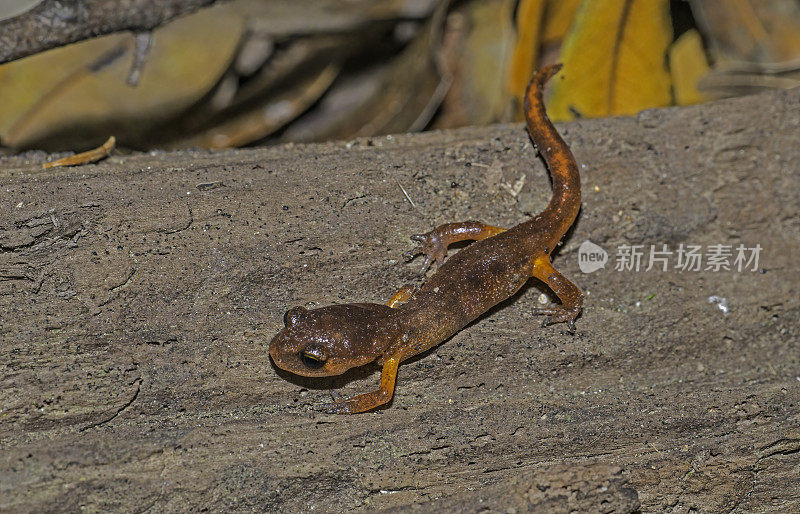 Ensatina eschscholtzii(俗称它的属名，Ensatina)。蒙特利，蒙特利，蒙特利。